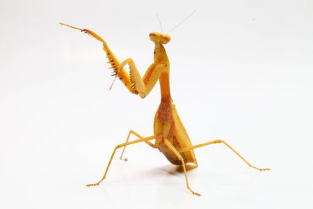Giant Asian Yellow Praying Mantis (Hierodula membranacea) isolated on white background.の写真素材