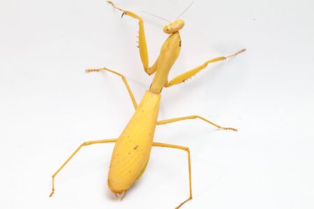 Giant Asian Yellow Praying Mantis (Hierodula membranacea) isolated on white background.の写真素材