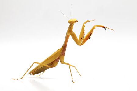 Giant Asian Yellow Praying Mantis (Hierodula membranacea) isolated on white background.の写真素材