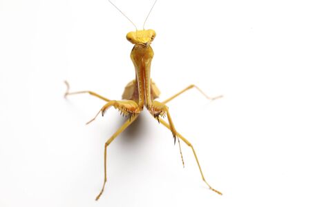 Giant Asian Yellow Praying Mantis (Hierodula membranacea) isolated on white background.の写真素材