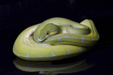 Green Tree Python (Morelia viridis) sorong locality isolated on black background.の写真素材