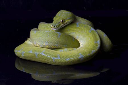 Green Tree Python (Morelia viridis) sorong locality isolated on black background.の写真素材
