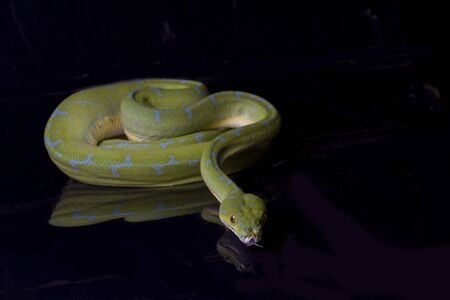 Green Tree Python (Morelia viridis) sorong locality isolated on black background.