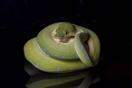Green Tree Python (Morelia viridis) sorong locality isolated on black background.