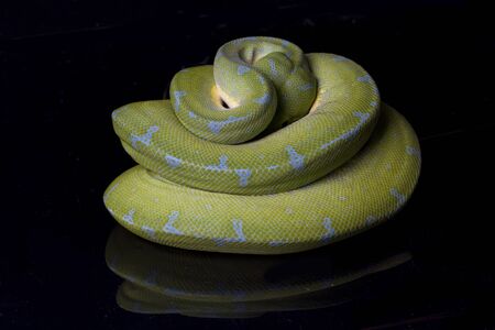 Green Tree Python (Morelia viridis) sorong locality isolated on black background.
