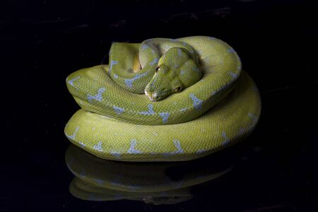 Green Tree Python (Morelia viridis) sorong locality isolated on black background.の写真素材