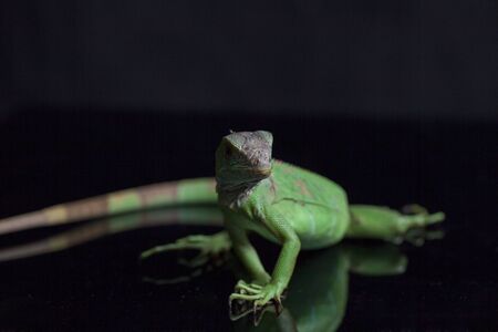 Juvenile Green iguana (Iguana iguana) isolated on black background