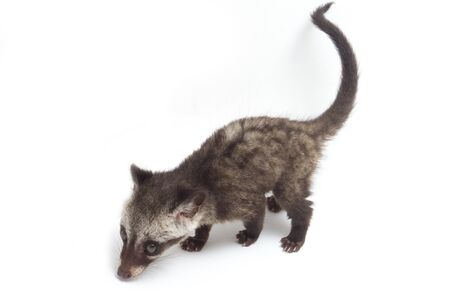 The Baby Asian palm civet or luwak (Paradoxurus hermaphroditus) is a viverrid native to South and Southeast Asia. isolated on white backgroundの写真素材