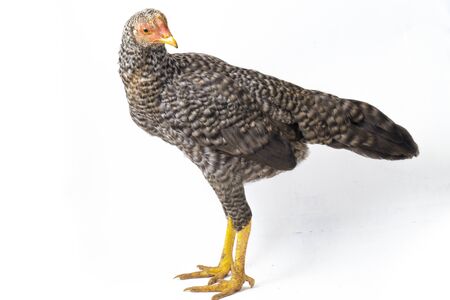 The Hen Ayam Kampong or Ayam Kampung is the chicken breed reported from Indonesia. The name means simply "free-range chicken" or literally "village chicken". isolated on white backgroundの写真素材