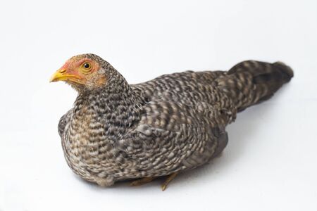 The Hen Ayam Kampong or Ayam Kampung is the chicken breed reported from Indonesia. The name means simply "free-range chicken" or literally "village chicken". isolated on white backgroundの写真素材