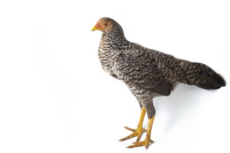 The Hen Ayam Kampong or Ayam Kampung is the chicken breed reported from Indonesia. The name means simply "free-range chicken" or literally "village chicken". isolated on white backgroundの写真素材