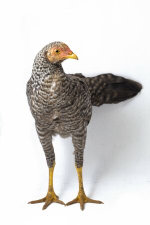 The Hen Ayam Kampong or Ayam Kampung is the chicken breed reported from Indonesia. The name means...