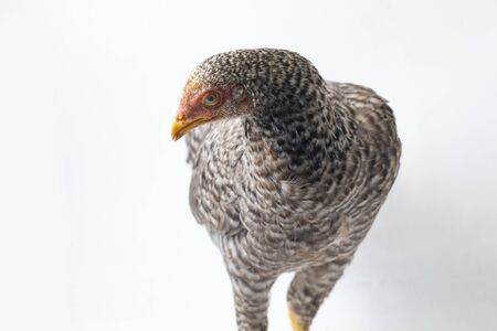 The Hen Ayam Kampong or Ayam Kampung is the chicken breed reported from Indonesia. The name means...