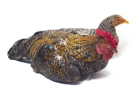 A pair of Cock Hen Ayam Kampong or Ayam Kampung is the chicken breed reported from Indonesia. The name means simply "free-range chicken" or literally "village chicken". isolated on white backgroundの写真素材