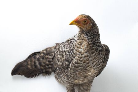 The Hen Ayam Kampong or Ayam Kampung is the chicken breed reported from Indonesia. The name means simply "free-range chicken" or literally "village chicken". isolated on white backgroundの写真素材