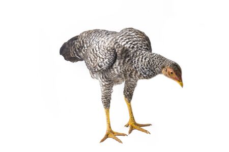 The Hen Ayam Kampong or Ayam Kampung is the chicken breed reported from Indonesia. The name means simply "free-range chicken" or literally "village chicken". isolated on white backgroundの写真素材