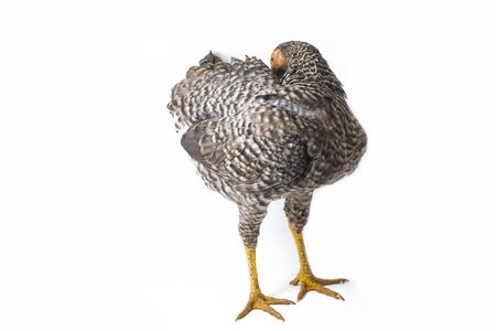 The Hen Ayam Kampong or Ayam Kampung is the chicken breed reported from Indonesia. The name means simply "free-range chicken" or literally "village chicken". isolated on white backgroundの写真素材