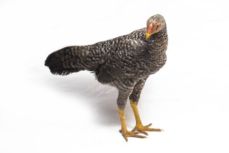 The Hen Ayam Kampong or Ayam Kampung is the chicken breed reported from Indonesia. The name means simply "free-range chicken" or literally "village chicken". isolated on white backgroundの写真素材