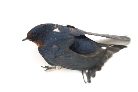 Bird barn swallow (Hirundo rustica) or swift isolated on a white background