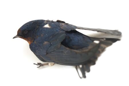 Bird barn swallow (Hirundo rustica) or swift isolated on a white backgroundの写真素材