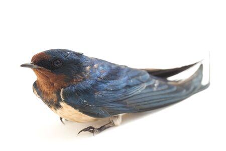 Bird barn swallow (Hirundo rustica) or swift isolated on a white backgroundの写真素材