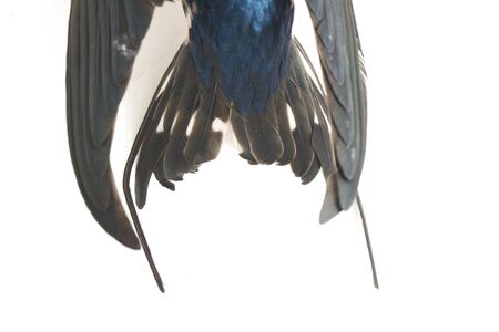 Bird barn swallow (Hirundo rustica) or swift isolated on a white backgroundの写真素材