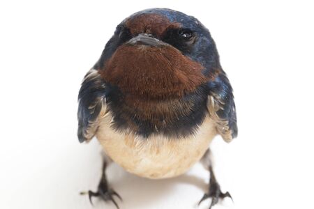 Bird barn swallow (Hirundo rustica) or swift isolated on a white backgroundの素材 [FY310140257900]