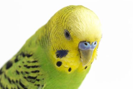 Close up of a Budgerigar parakee isolated on white backgroundの写真素材