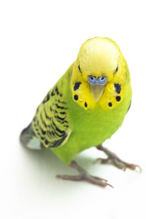 Close up of a Budgerigar parakee isolated on white backgroundClose up of a Budgerigar parakee isolated on white backgroundの写真素材
