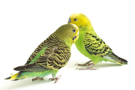 A pair of common parakeets budgerigar, (Melopsittacus undulatus), budgie isolated on white...