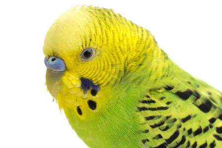 Close up of a Budgerigar parakee isolated on white backgroundの写真素材