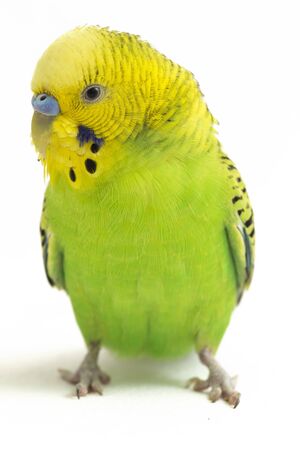 Close up of a Budgerigar parakee isolated on white backgroundの写真素材