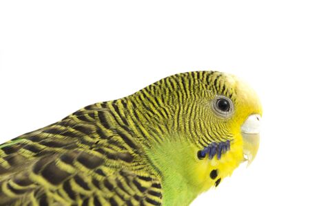 Close up of a Budgerigar parakee isolated on white background