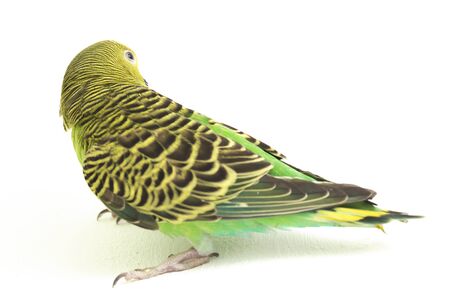 Close up of a Budgerigar parakee isolated on white backgroundの写真素材