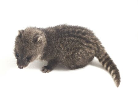 The baby small Indian civet (Viverricula indica) is a civet native to South and Southeast Asia. isolated on white backgroundの写真素材