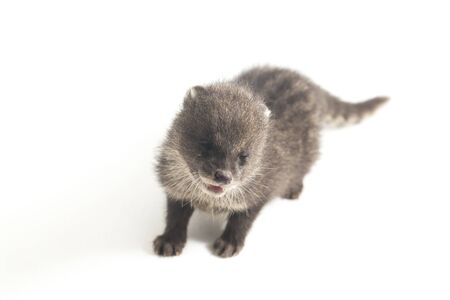 The baby small Indian civet (Viverricula indica) is a civet native to South and Southeast Asia. isolated on white backgroundの写真素材