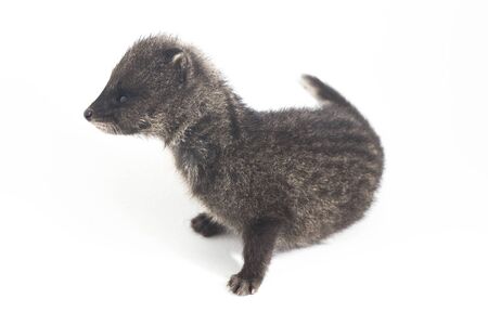 The baby small Indian civet (Viverricula indica) is a civet native to South and Southeast Asia....