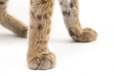 The asian leopard cat or Sunda leopard cat foot leg(Prionailurus bengalensis) Prionailurus...