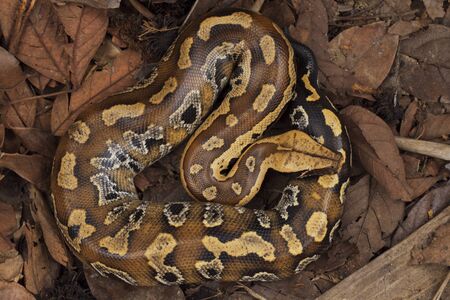 Sumatran blood python / Python brongersmai, commonly known as Brongersma's short-tailed python, or...