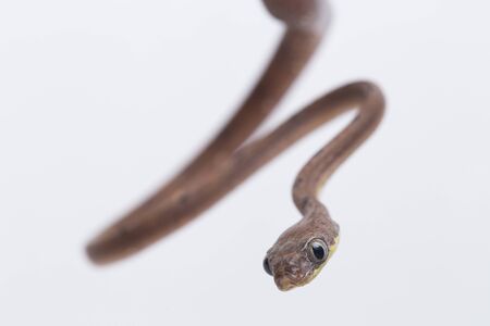 Boiga drapiezii, commonly known as the white-spotted cat snake, is a species of long and slender rear-fanged colubrid that is common throughout its range. isolated on white backgroundの写真素材