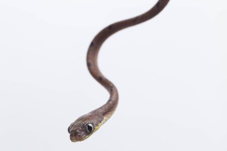 Boiga drapiezii, commonly known as the white-spotted cat snake, is a species of long and slender rear-fanged colubrid that is common throughout its range. isolated on white backgroundの写真素材