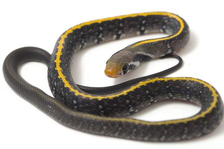 Coelognathus flavolineatus, the black copper rat snake or yellow striped snake, is a species of Colubrid snake found in Southeast Asia. isolated on white backgroundの写真素材