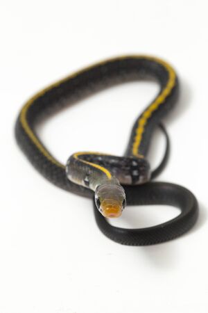 Coelognathus flavolineatus, the black copper rat snake or yellow striped snake, is a species of Colubrid snake found in Southeast Asia. isolated on white backgroundの写真素材