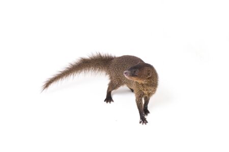 Close up of Javan Mongoose or Small asian mongoose (Herpestes javanicus) isolated on white backgroundの写真素材