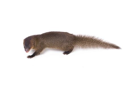 Close up of Javan Mongoose or Small asian mongoose (Herpestes javanicus) isolated on white backgroundの写真素材