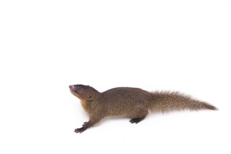 Close up of Javan Mongoose or Small asian mongoose (Herpestes javanicus) isolated on white backgroundの写真素材