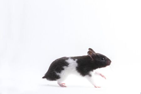 syrian hamster isolated on a white backgroundの写真素材