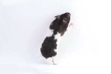 syrian hamster isolated on a white backgroundの写真素材