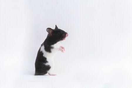 syrian hamster isolated on a white backgroundの写真素材