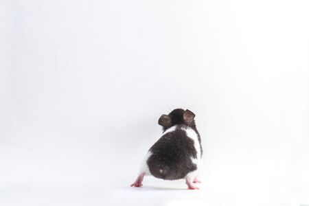 syrian hamster isolated on a white background